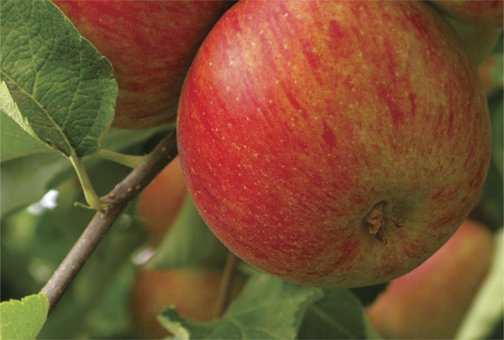 Soluções para maçã são apresentadas no Seminário Internacional de Fruticultura