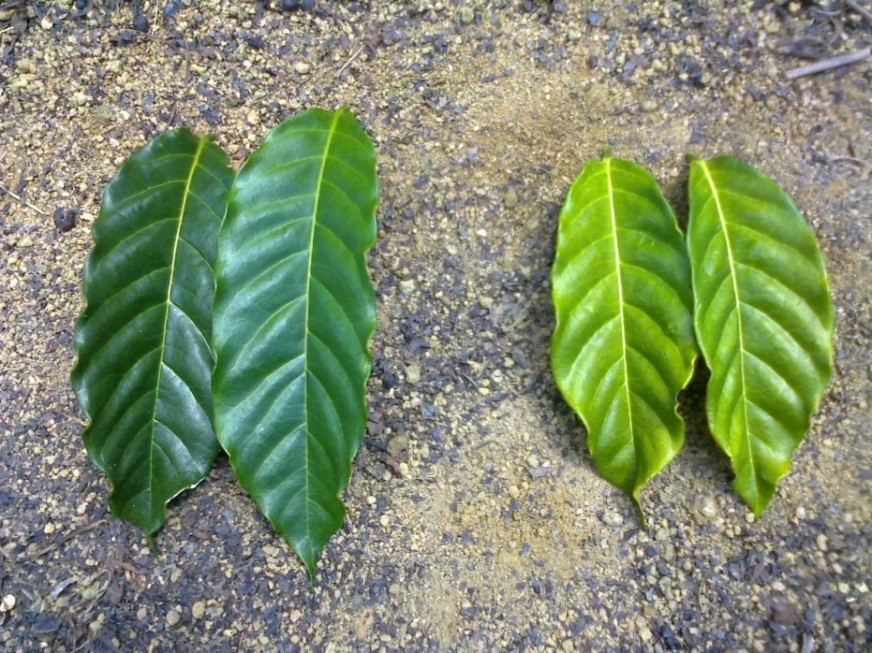 Diferença de coloração “verde” das folhas do cafeeiro em função da adubação nitrogenada. À esquerda folhas com aplicação da dose de N recomendada e à direita folhas de tratamento com baixa dose de N.