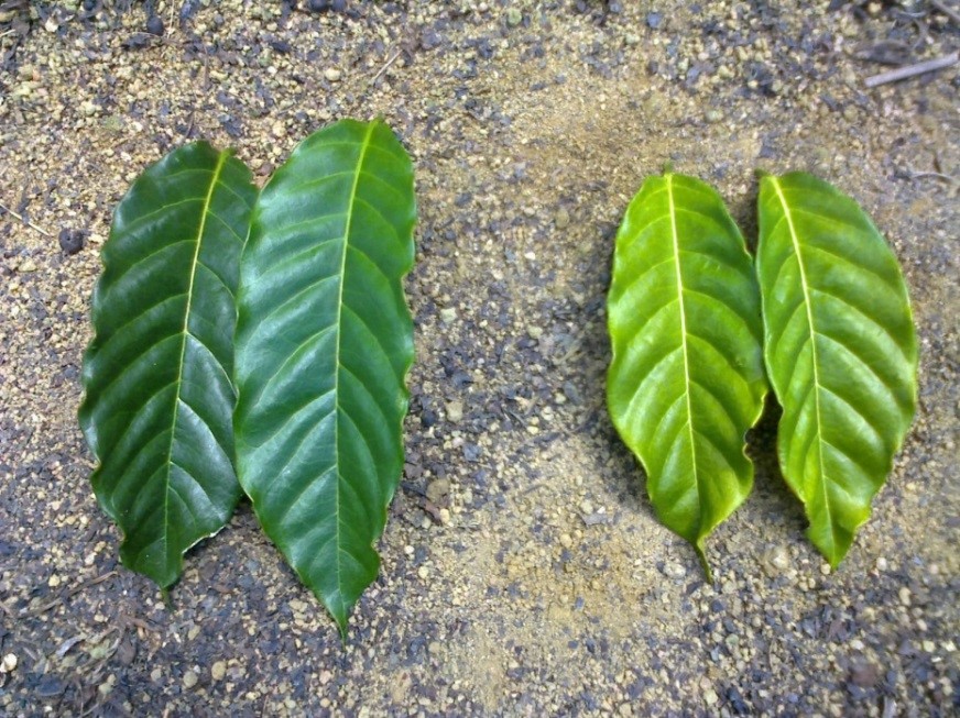 Café Conilon: sistema de irrigação