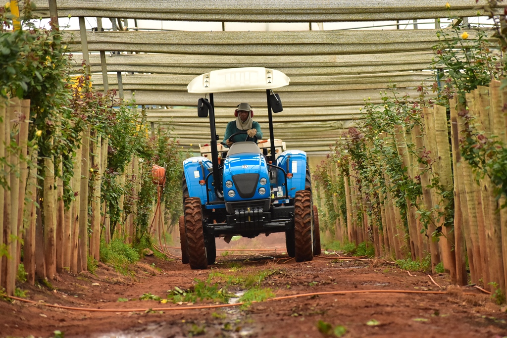 Test Drive U60 tractor in growing flowers in a greenhouse