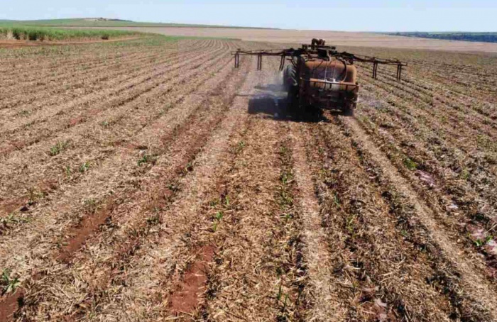 Programa Cana IAC valida eficiência de biológicos no campo