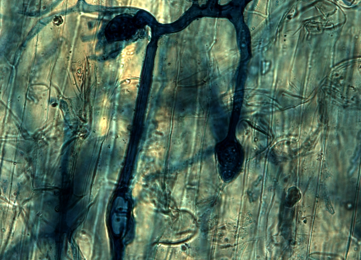 Foto: Mylène Durant - CC BY-SA 4.0