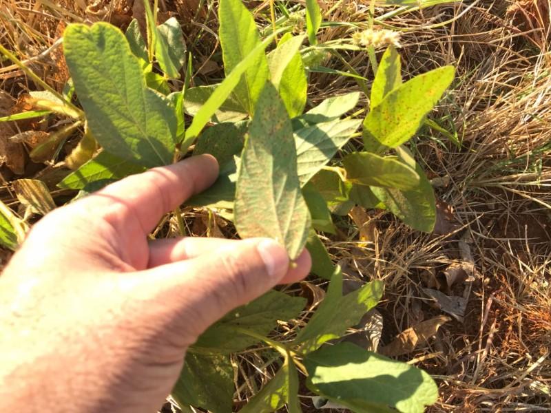 Rodada técnica monitora soja guaxa em Mato Grosso