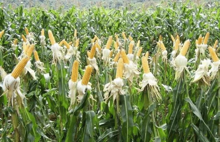 Controle biológico é alternativa no combate a pragas do milho