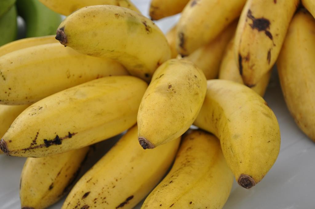Novas tecnologias e manejo de doenças e pragas da banana incentivam produtores a retomar plantio em RO