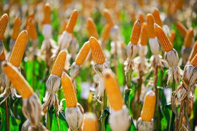 Além do clima, pragas acentuam queda na produtividade do milho