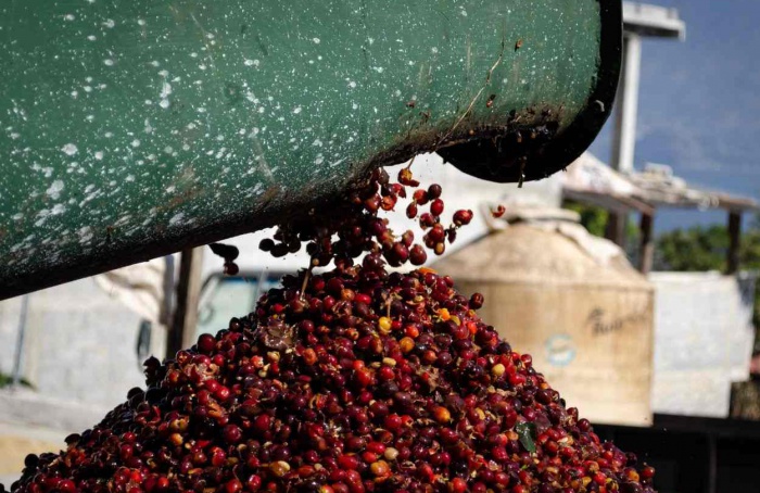 Produção mundial de café é estimada em 176,2 milhões de sacas de 60kg para a safra 2024–25
