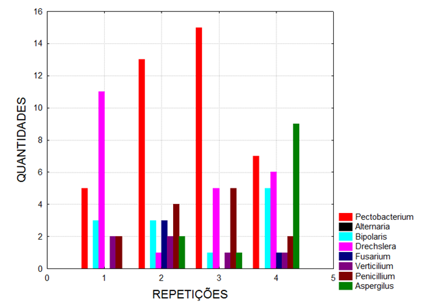Gráfico 1 - Quantidades de fungos encontrados em sementes não tratadas em meio BDA.