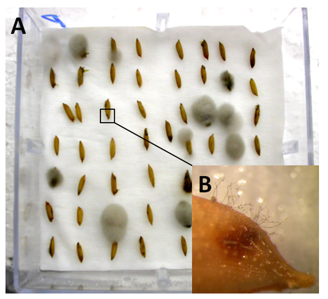 Figura 1 - Teste com substrato de papel filtro (A) para a detecção do fungo pela observação dos conídios de Bipolaris oryzae (B) mostrado em detalhe para um dos grãos