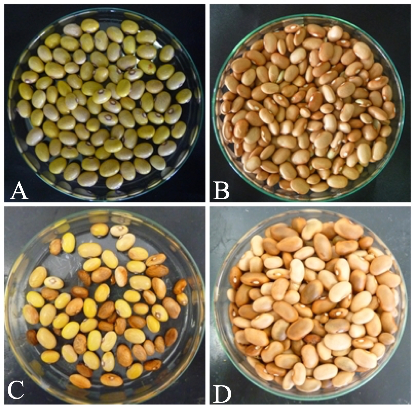 Sementes de feijão das cultivares Coquinho (Suscetível) e IPA 9 (Resistente) provenientes de plantas sadias(A e B) e contaminadas (C e D) com C. flaccumfaciens pv. flaccumfaciens