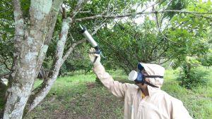 Novo experimento para combate à mosca-da-carambola é instalado no Amapá