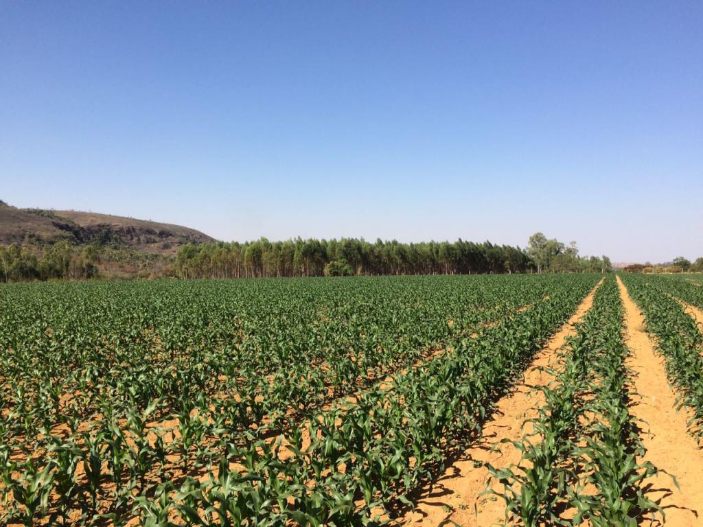 Agricultor produz 300 sacas de milho por hectare utilizando irrigação inteligente