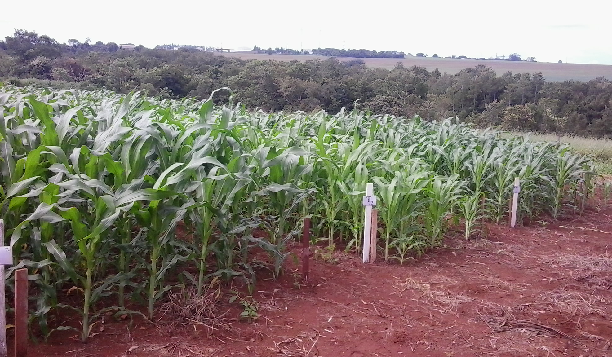 A aplicação de fontes nitrogenadas em milho pode auxiliar na melhoria do potencial produtivo da cultura.
