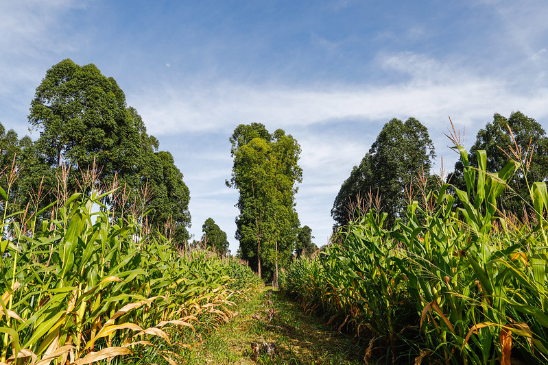 Agricultura triplica área de cultivo em 37 anos