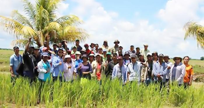 Embrapa capacita técnicos do Suriname na cultura do arroz