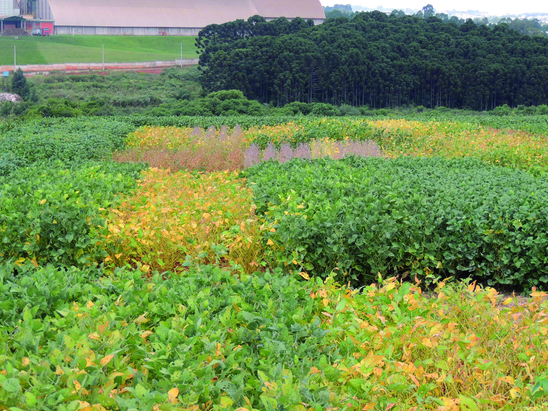 Cultivares de soja com ciclos contrastantes semeadas em sucessão à aveia preta dessecada (época antecipada) ou após a colheita de trigo (semeadura em época tradicional).