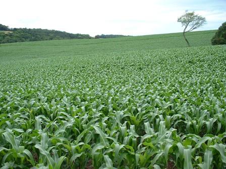 Governo de Goiás suspense tributação sobre exportação do agro