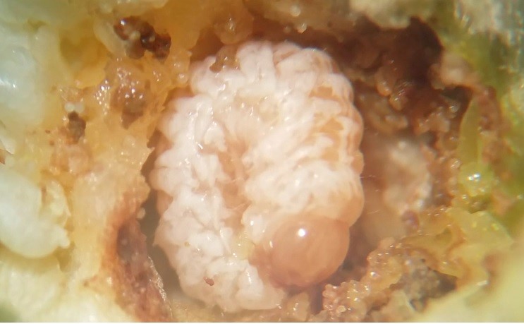 Larvas de bicudo-do-algodoeiro se alimentando no interior de um botão floral. - Foto: Jacob Crosariol Netto