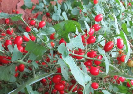 Embrapa Hortaliças leva cultivares de tomate enriquecido e pimenta alaranjada para Hortitec