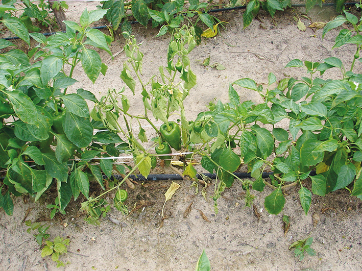Sintomas de murcha e canela-preta em planta de pimentão, causados por Phytophthora capsici.