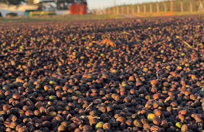 Chuvas interrompem a colheita de café no Cerrado Mineiro