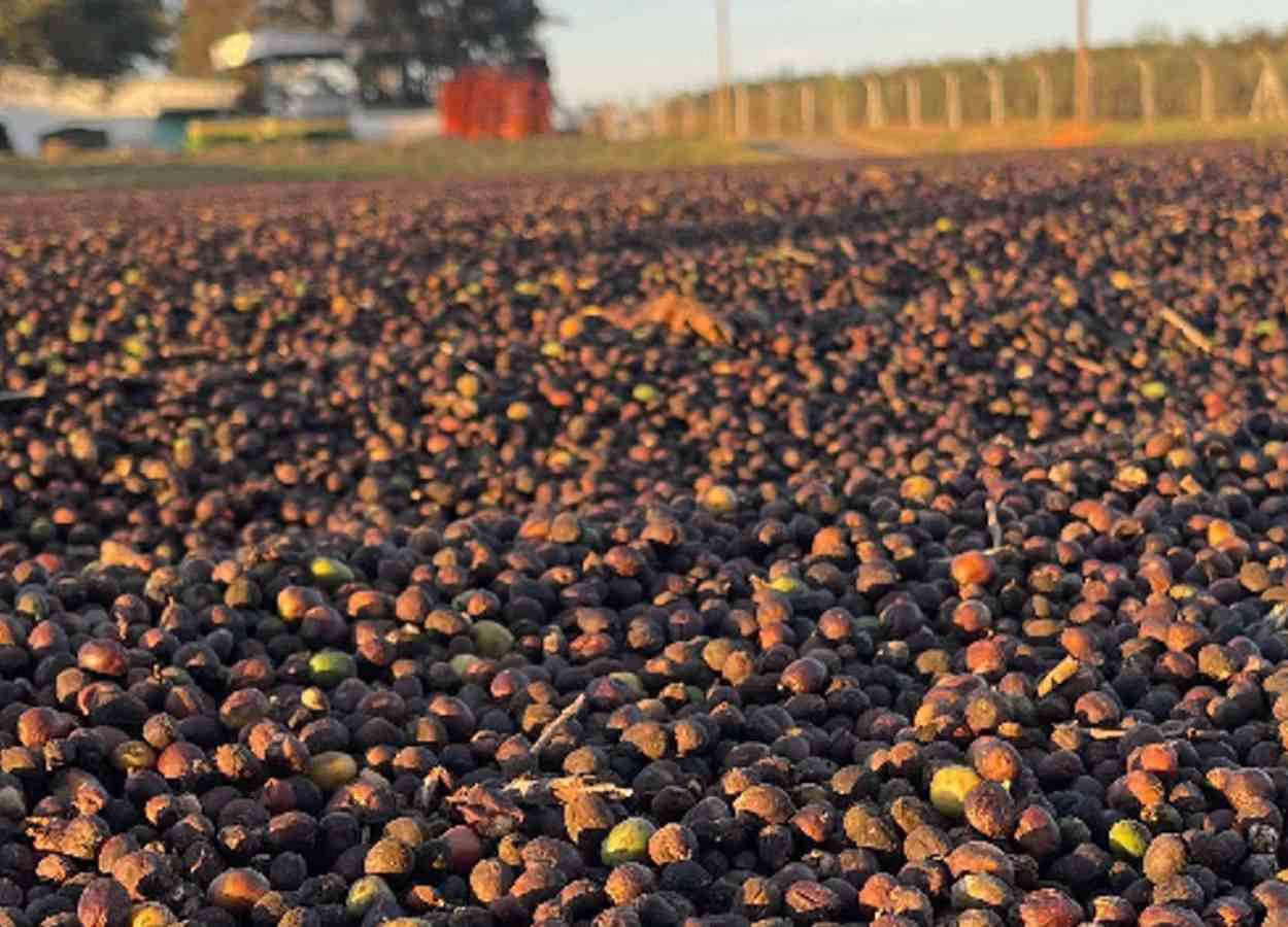 Chuvas interrompem a colheita de café no Cerrado Mineiro