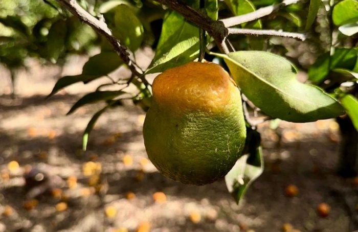 Agrodefesa cria programa para prevenção e controle do HLB