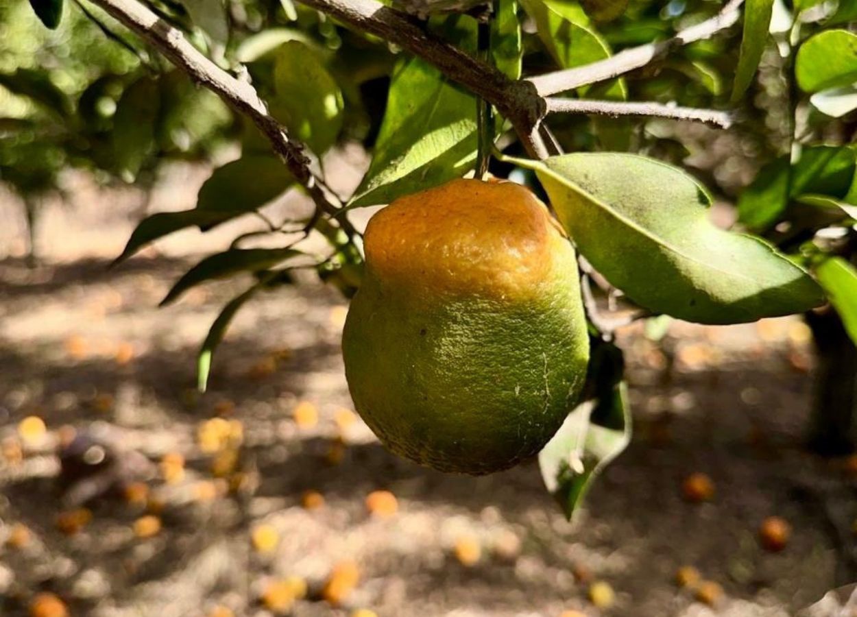 Agrodefesa cria programa para prevenção e controle do HLB