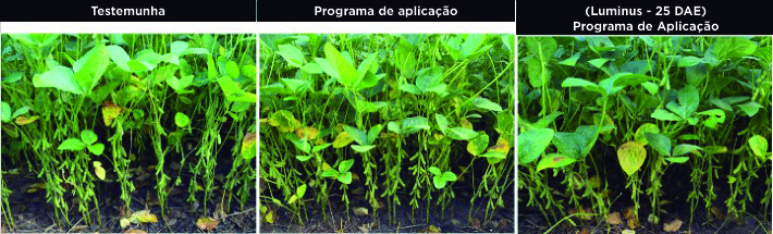 Figura 3: Diferença entre tratamentos