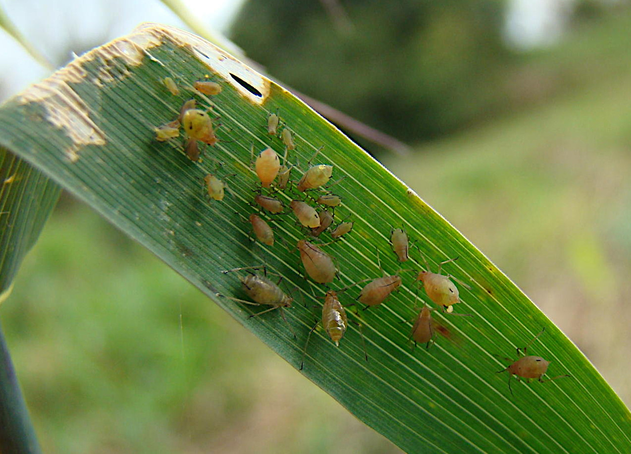 <i>Sitobion avenae</i> - Foto: Douglas Lau