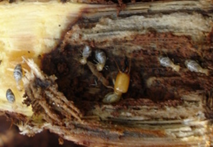 Figura 10 - Neocapritermes opacus em colmos de cana