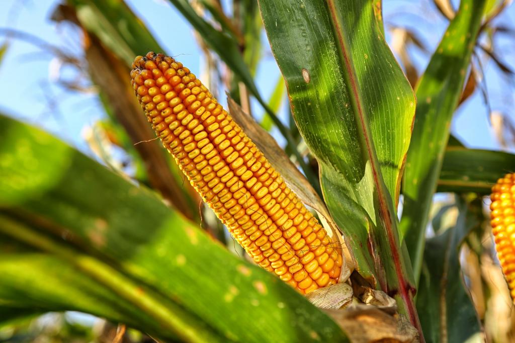 Mudanças climáticas afetam contratos internacionais de milho