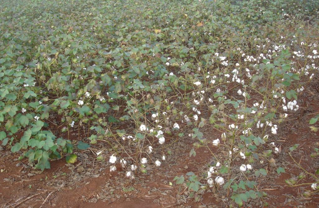 Manejo da mancha-de-ramulária em algodão