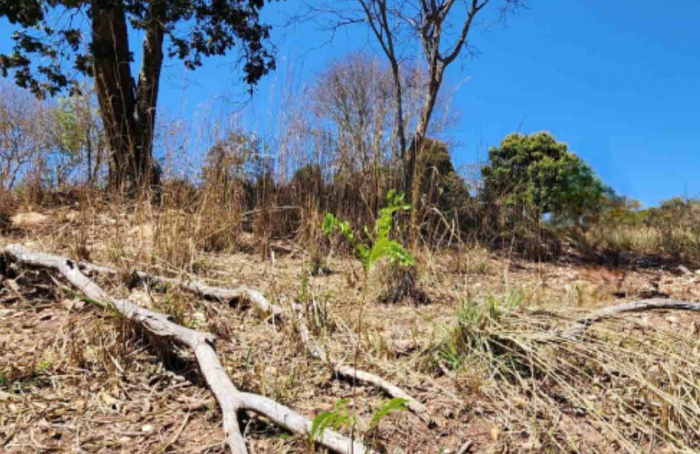 Produtor afetado pela seca em Minas Gerais poderá renegociar dívidas