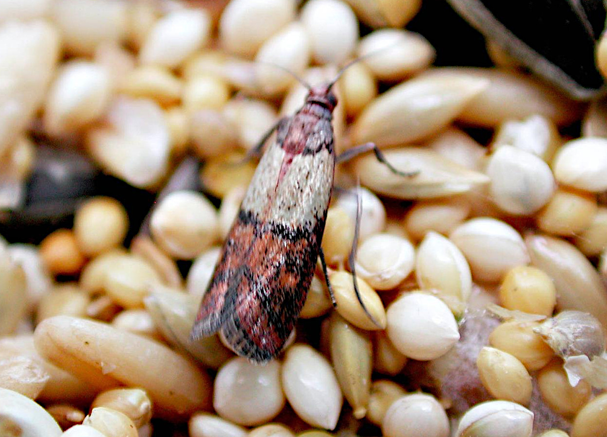 Foto:&nbsp;Pest and Diseases Image Library