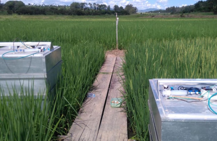 Modelo prevê emissões de metano em lavouras de arroz