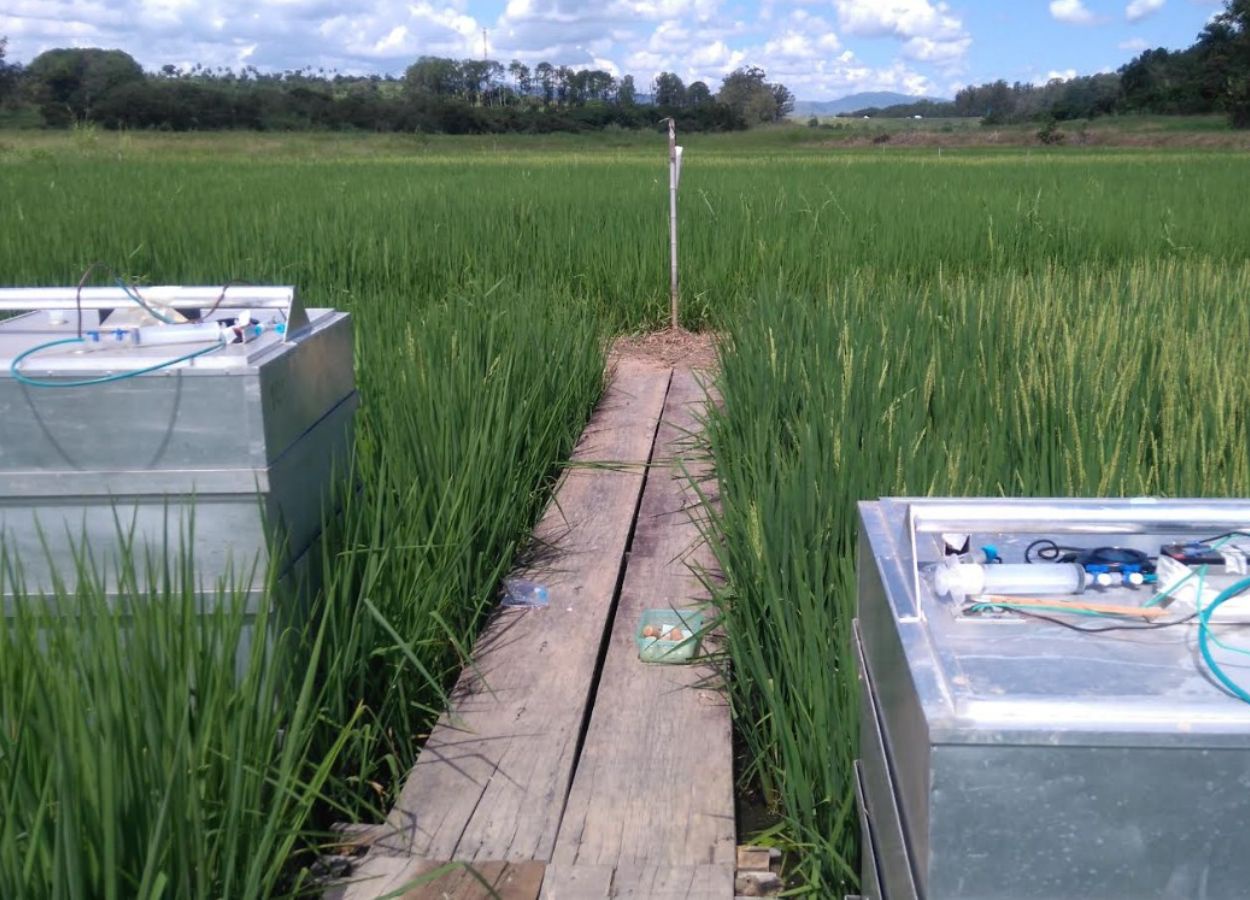 Modelo prevê emissões de metano em lavouras de arroz