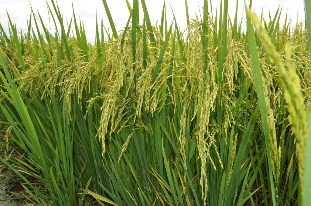 ​Excesso de chuvas causa queda na produção de arroz no Rio Grande do Sul