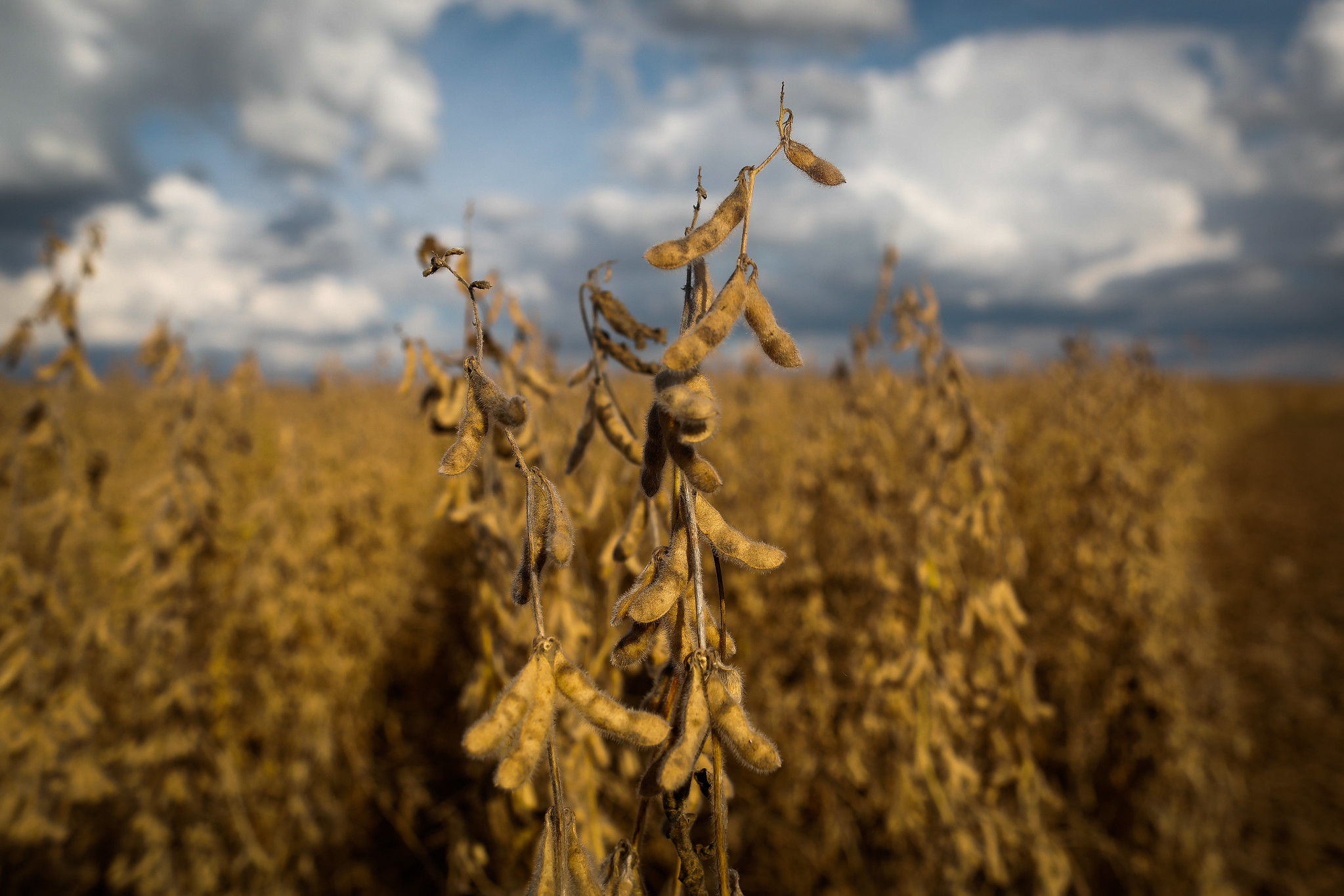 Soy production is expected to hit a record in the 2022/23 harvest