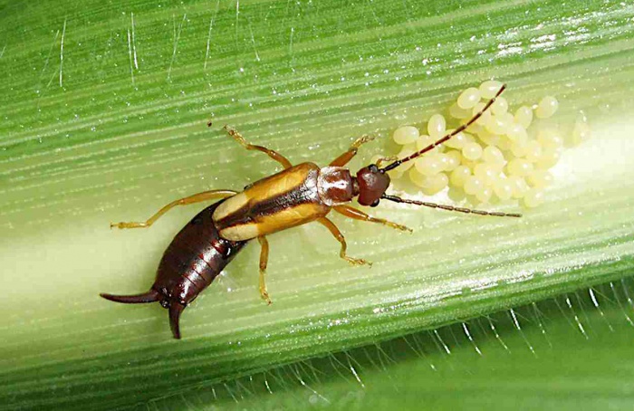 Silício atrai predadores naturais da lagarta-do-cartucho