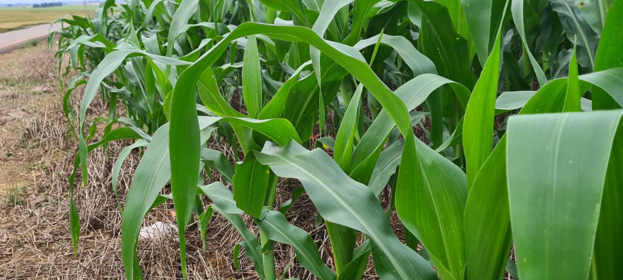 Plantio do milho no RS chega a cerca de 80% da área estimada