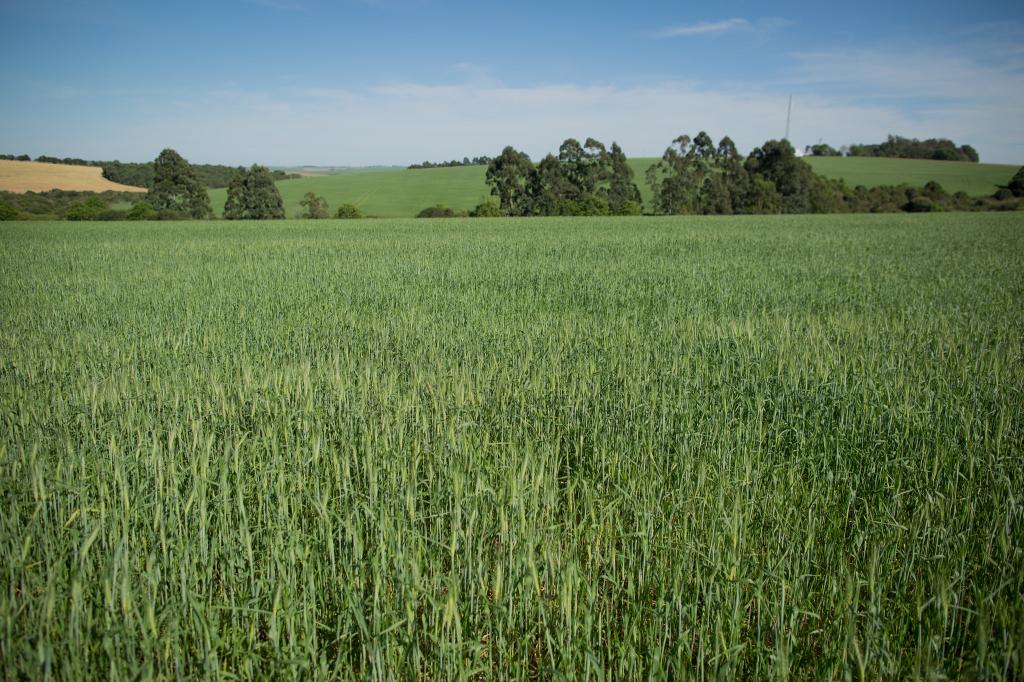 Área cultivada de trigo deve aumentar devido alta procura