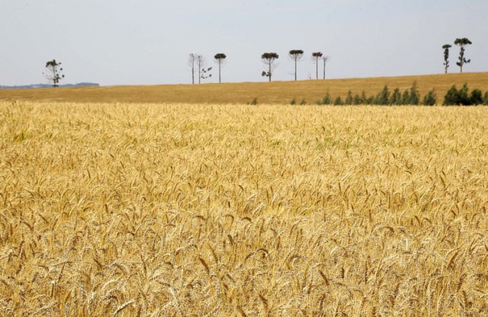 Produção de trigo deve alcançar 3,61 milhões de toneladas na atual safra no Paraná