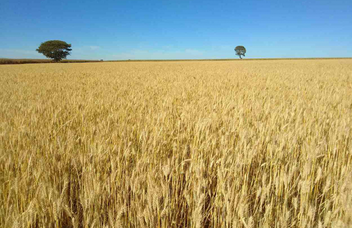 Embrapa's tropical wheat cultivar has a 12% higher yield in dry years