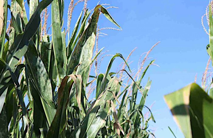 Nova doença bacteriana em milho confunde diagnóstico