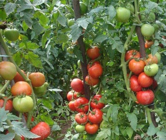 Características do tomate BRS Imigrante reforçam seu potencial de cultivo no Brasil