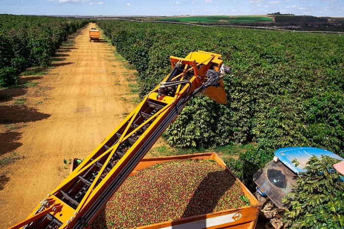 Exportação brasileira de café soma 3,4 milhões de sacas em setembro