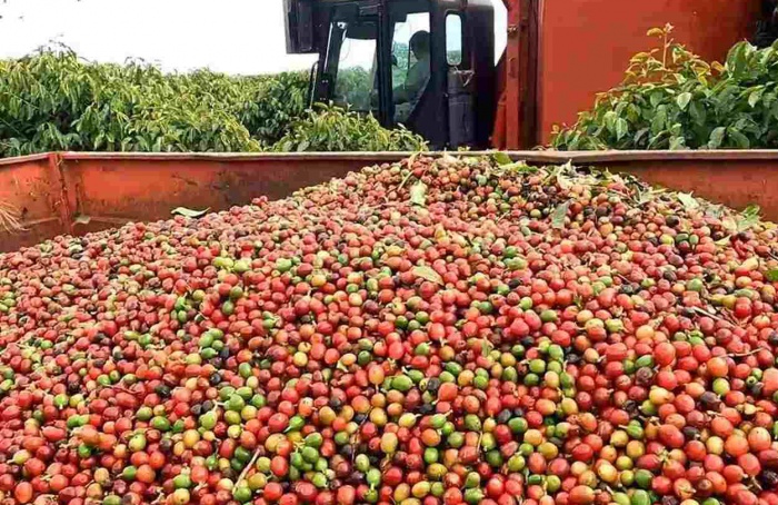 Colheita de café atinge 67,1% na área de atuação da Cooxupé
