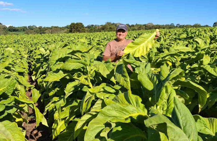 Reajuste das tabelas do tabaco será debatido nesta semana