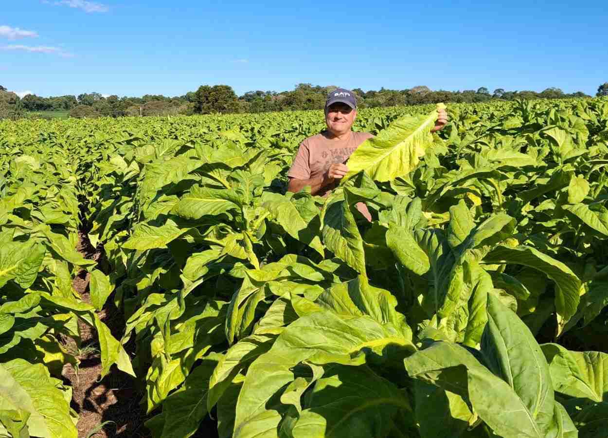Reajuste das tabelas do tabaco será debatido nesta semana